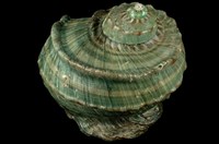 藏品(夜光蠑螺)的圖片